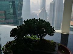 -上海中心大厦