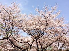 -武汉大学-樱园