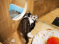 -屋虎猫馆(宝安大仟里店)