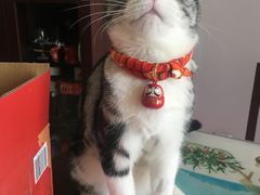 -宠爱国际动物医院·消化内科·心肾内科·ISFM猫友好(望京店)