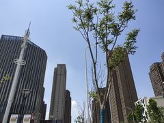 -朗悦公园茂