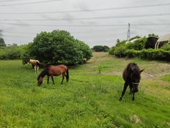 -紫颐香薰山谷景区