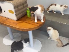 -Cappucimeow猫咪咖啡馆(韦伯时代店)