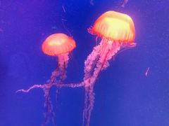 -芜湖新华联大白鲸海洋公园