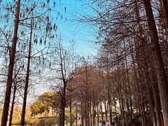 -深圳龙潭公园