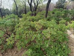 -洛阳市隋唐城遗址植物园