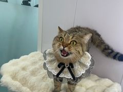 -爱洗澡的猫(望京店)