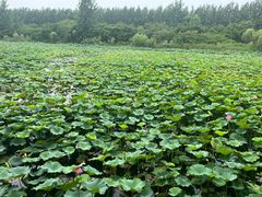 -泗洪洪泽湖湿地景区