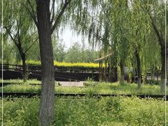 -西青郊野公园