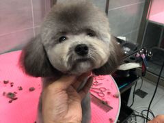 -宠福鑫康馨动物医院·骨科·眼科