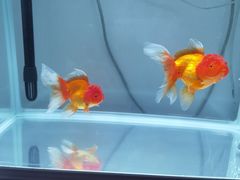 -中环花鸟鱼虫市场