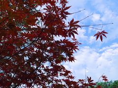 -广州市帽峰山景区