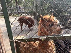 -合肥野生动物园