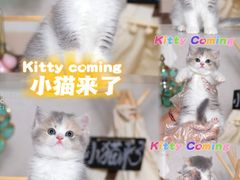 -小猫来了·猫舍(红山六九七九店)