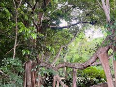 -中国科学院西双版纳热带植物园