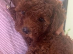 -米苏动物医院·犬猫专科·骨科外科内窥镜