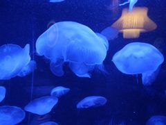 -太平洋海底世界