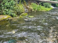 -源泉冷水鱼庄(小鱼洞店)