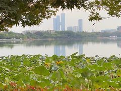 -莫愁湖公园