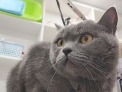 -萌兽医馆·宠物医院·猫骨科(创景店)