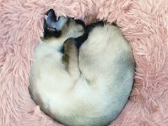 -喵的天空名猫咖啡馆·撸猫·猫舍·用品