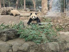 -都江堰中华大熊猫苑