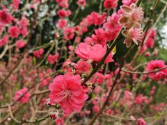 -桃花涧