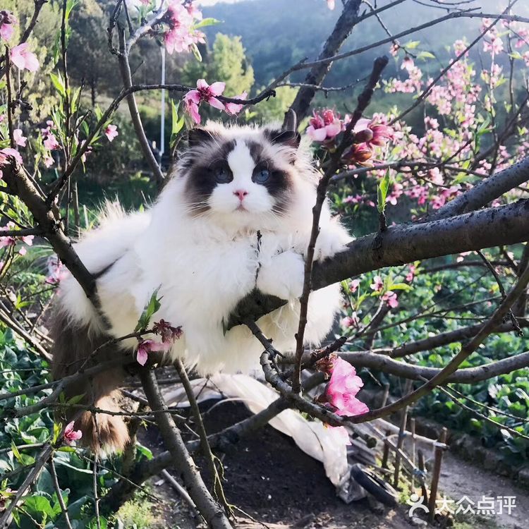 山猫绝对不是传统线，但是好多山猫却是传统型