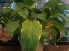 -滇铺子·云南特色菜·第九届野生菌美食节(东风东路c86店)