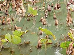 -昆山城市生态森林公园