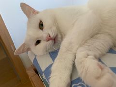 -燕郊烧鸽子(酷车小镇店)