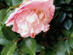 -青石桥花鸟鱼虫市场(叠翠城店)