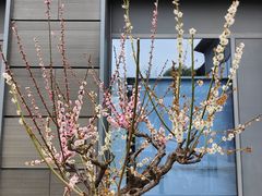 -梅花山(明孝陵内)