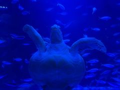 -太平洋海底世界