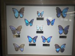 -上海昆虫博物馆