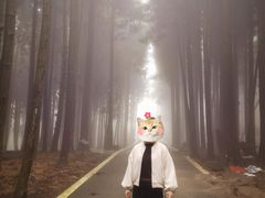 -武陵山森林公园