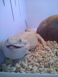 -椿树下·Tattoo纹身工作室