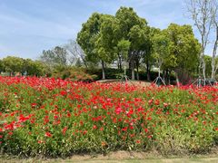 -春花秋色城市公园