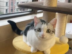 -欣宠猫屋·矮脚拿破仑·蓝金金渐层