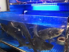 -姜君·千岛湖鱼头馆(浦东大道店)