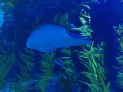 -芜湖新华联大白鲸海洋公园