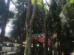 -武陵山森林公园