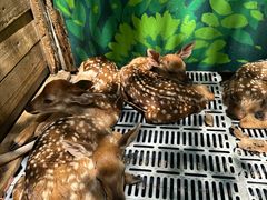 -北京鹿世界主题园