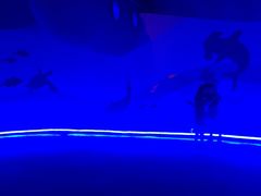 -北戴河圣蓝海洋公园