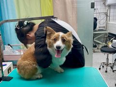 -唐小姐の猫狗洗护·购宠旗舰店(周浦万达店)