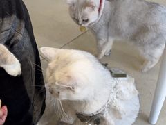 -怪兽屋·羊驼·猫咖·狗咖(俊华广场店)