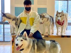 -Husky Go! 哈士奇体验馆·宠物咖啡厅狗咖