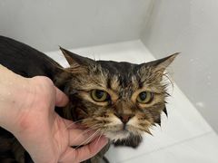 -老吴的猫·猫舍(新区店)