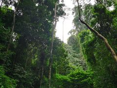 -西双版纳原始森林公园