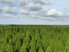 -黄海国家森林公园